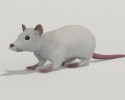 White Rat 3D model