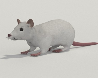 White Rat 3D Model
