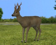 Roe Deer 3D model