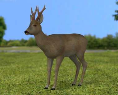 Roe Deer 3D Model