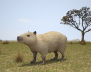 Capybara 3D model