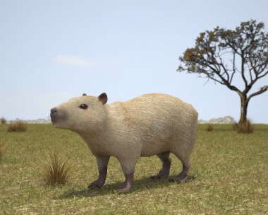 Capybara 3D model