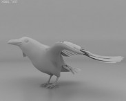 Common Raven 3d model