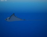 Spotted Eagle Ray 3d model