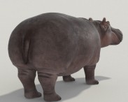 Hippopotamus High Detailed 3d model