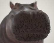 Hippopotamus High Detailed 3d model