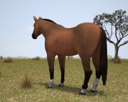Thoroughbred 3d model