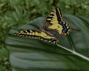 Machaon 3d model