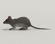 Mouse Gray 3d model
