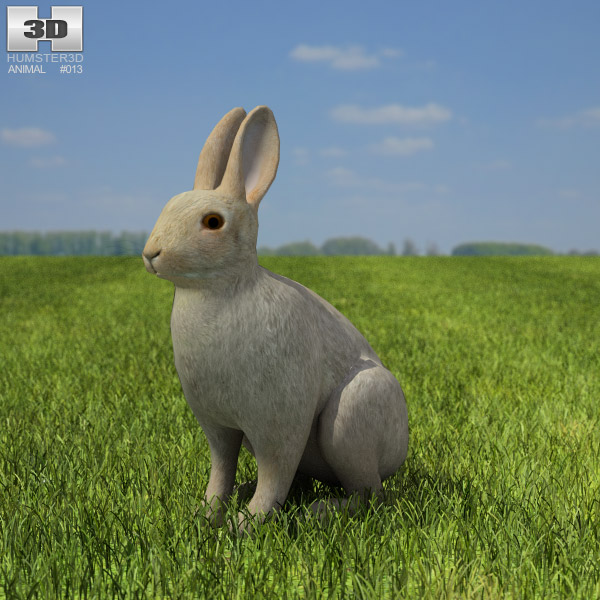 Common Rabbit 3D model to Download in Max, FBX, Obj, C4D
